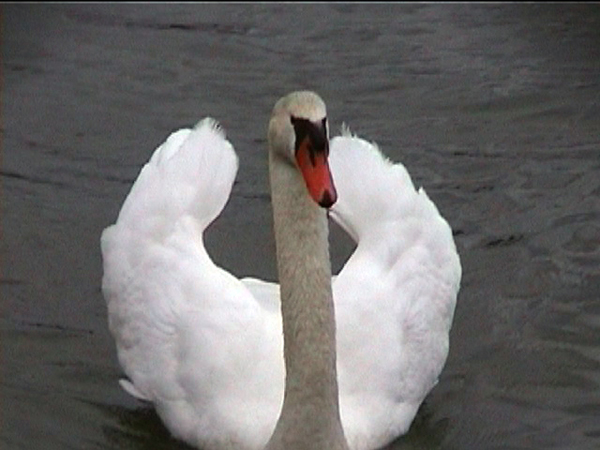 Swan