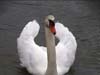 Swan